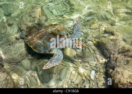 Curacao, Karibik Insel, Lagun Bay, Suppenschildkröte (Chelonia mydas). Stockfoto