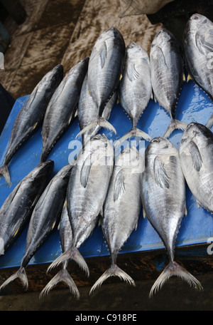 Thunfisch in einem Markt zu verkaufen Stockfoto