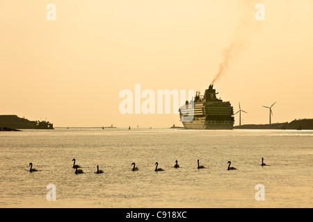 Niederlande, Ijmuiden, Kreuzfahrt Schiff verlassen dem Nordseekanal. Sonnenuntergang. Höckerschwäne. Stockfoto