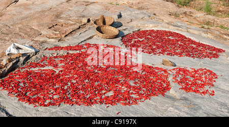 Sonne Trocknen Rote Chilis auf einem Felsen in der indischen Landschaft. Andhra Pradesh, Indien. Panoramablick Stockfoto