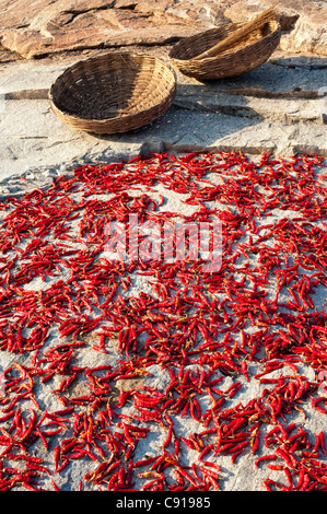 Sonne Trocknen Rote Chilis auf einem Felsen in der indischen Landschaft. Andhra Pradesh, Indien Stockfoto