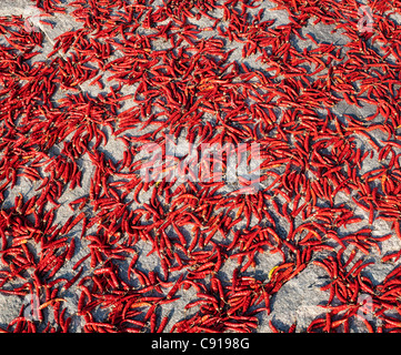 Sonne Trocknen Rote Chilis auf einem Felsen in der indischen Landschaft. Andhra Pradesh, Indien Stockfoto