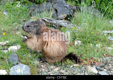 Alpen-Murmeltier (Marmota Marmota). In der Nähe von Gavarnie. Park National des Pyrenäen, Pyrenäen, Frankreich. Juni.