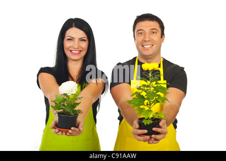 Glückliches Paar Floristen geben Chrysantheme Töpfe isoliert auf weißem Hintergrund Stockfoto