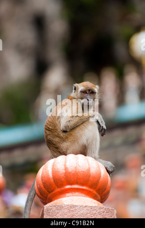 Affe auf den Aufstieg bis zum Eingang des Batu-Höhlen, nördlich von Kuala Lumpur, Malaysia, Asien Stockfoto