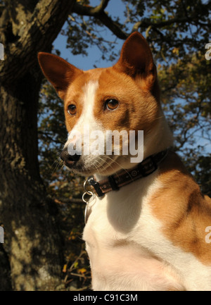 Der alte Zentralafrikanischen züchten der Jagdhund, der Basenji. Eine attraktive, sehr unabhängig und intelligente Hund Stockfoto