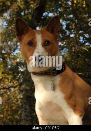 Der alte Zentralafrikanischen züchten der Jagdhund, der Basenji. Eine attraktive, sehr unabhängig und intelligente Hund Stockfoto