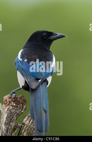 Elster thront auf einem alten Zaun-post Stockfoto