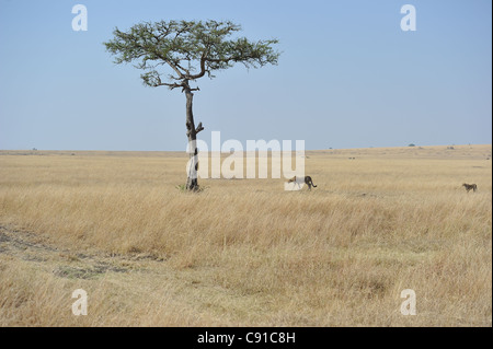 Gepard (Acinonyx Jubatus) weibliche & eine große Cub auf der Suche nach Schatten in der Hitze des Tages Maasai Mara - Kenia Stockfoto