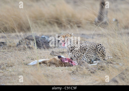 Gepard (Acinonyx Jubatus) weibliche Essen getötet nur Thomson es Gazelle Maasai Mara - Kenia Stockfoto