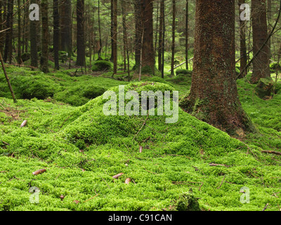 Holz-Landschaft mit Moos / Wald Landschaft Mit Moos Stockfoto