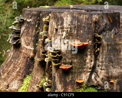 Pycnoporus Cinnabarius und Coriolusextrakt versicolor / Polyporus versicolor / Trametes versicolor an einem Baumstamm Stockfoto