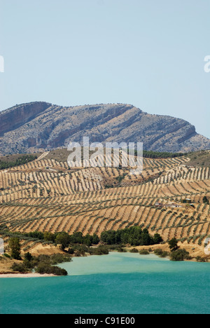 Embalse Del Conde de Guadalhorce gibt einen künstlichen See mit Olivenhaine auf die Landschaft hinter zwischen El Chorro Schlucht und Stockfoto