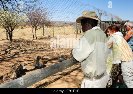 Wildhüter und Besucher beobachten Geparden bei der Fütterung, Cheetah Conservation Fund, Otjiwarongo, Namibia Stockfoto