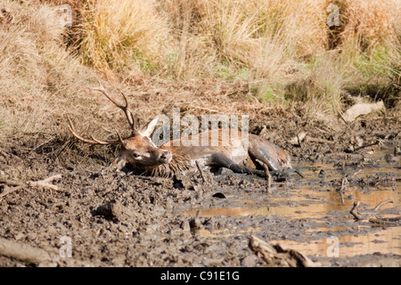 Rotwild-Hirsch im Schlamm, Curvus Elaphus, Richmond Park, Herbst/Herbst, Surrey, England, UK Stockfoto