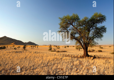 Kamel-Thorn Tree in der Savanne, Acacia Erioloba nahe Namib Naucluft National Park, Namib-Wüste, Namibia Stockfoto