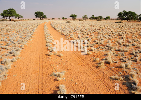 Sandweg auf rotem Sand führt durch Savanne mit Kamel-Thorn Bäumen, Bauernhof-Pad, Namib-Wüste, Namibia Stockfoto