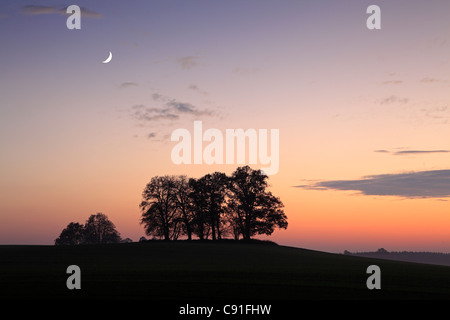 Bäume in der Dämmerung, in der Nähe von Basedow, Mecklenburg-West Pomerania, Deutschland Stockfoto