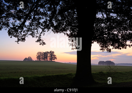 Bäume in der Dämmerung, in der Nähe von Basedow, Mecklenburg-West Pomerania, Deutschland Stockfoto