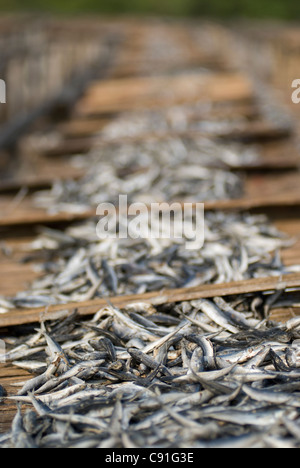Fische Trocknen auf Matten, Muara Karang, Jakarta, Indonesien Stockfoto