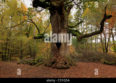 Schornstein-Eiche, Naturschutzgebiet Urwaldrelikt Sababurg im Reinhardswald, in der Nähe von Hofgeismar, Hessen, Deutschland Stockfoto