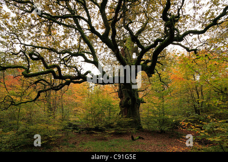 Alte Eiche, Naturschutzgebiet Urwaldrelikt Sababurg im Reinhardswald, in der Nähe von Hofgeismar, Hessen, Deutschland Stockfoto