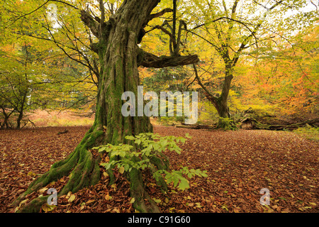 Alten Hainbuche, Naturschutzgebiet Urwaldrelikt Sababurg im Reinhardswald, in der Nähe von Hofgeismar, Hessen, Deutschland Stockfoto