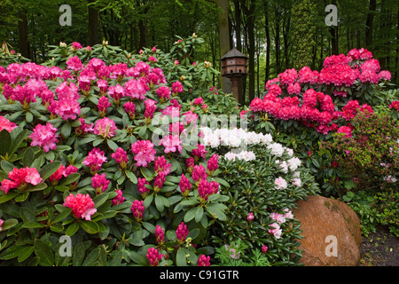 Blühenden Rhododendron vor einem Wald und Vogel Haus ehemaligen Forstbetrieb Garten jetzt eine private Garten Zugehörigkeit zu von D Stockfoto