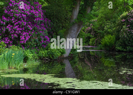 Rhododendren in voller Blte und altem Baumbestand in Luetetsburg Schloss  Garten Luetetsburg in der Nhe von Norden niedriger Sachsen Deutschland  niedrigere Sachsen Ger Stockfotografie - Alamy