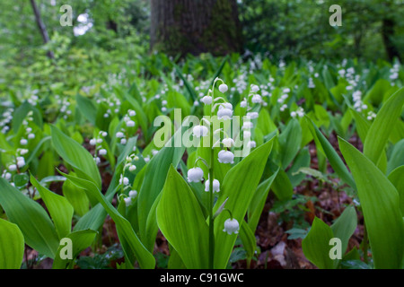 Convallariaarten Majalis, Maiglöckchen blühen in Breidings Garten, Soltau, Niedersachsen, Deutschland Stockfoto