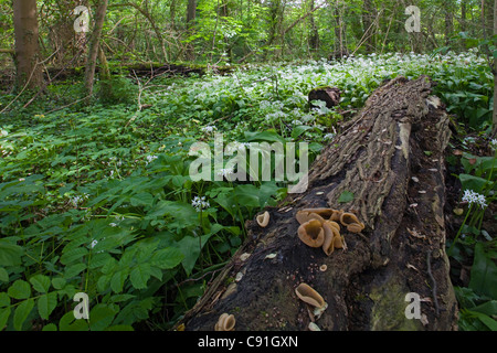 Bärlauch, Allium Ursinum, Bärlauch-Pflanzen und Pilze wachsen auf einem Baumstamm Landschaft Garten Wrisbergholzen, Niedersachsen Stockfoto