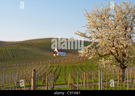 Blühenden Kirschbäume Baum und Kapelle (Eichertkapelle) in Jechtingen, Kaiserstuhl, Baden-Württemberg, Deutschland, Europa Stockfoto