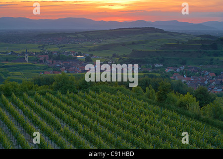 Blick über Weinberge in Oberrotweil und Burkheim, Vogesen, Frühling, Kaiserstuhl, Baden-Württemberg, Deutschland, Europa Stockfoto