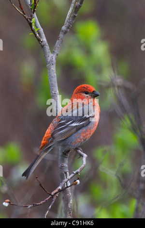 Männliche Kiefer Grosbeak gehockt Weidenzweig, Copper River Delta, in der Nähe von Cordova, Alaska Yunan, Frühling Stockfoto