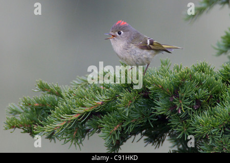 Rubin-gekrönter Goldhähnchen thront auf einem Ast und singen mit Haube verlängert, Copper River Delta, in der Nähe von Cordova, Alaska, Frühling Stockfoto