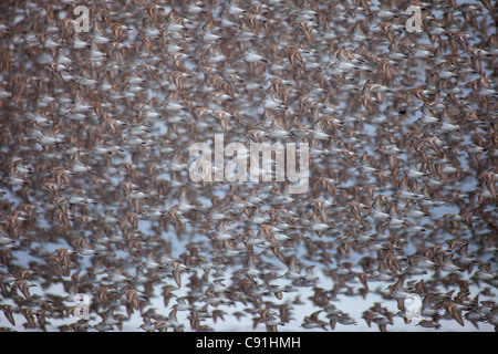 Große Migration von Herde von meist westlichen Sandpipers im Flug über den Copper River Delta, in der Nähe von Cordova, Alaska, Frühling Stockfoto