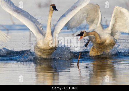 Trumpeter Schwäne jagten einander in einem territorialen Streit, Copper River Delta, in der Nähe von Cordova, Alaska Yunan, Frühling Stockfoto