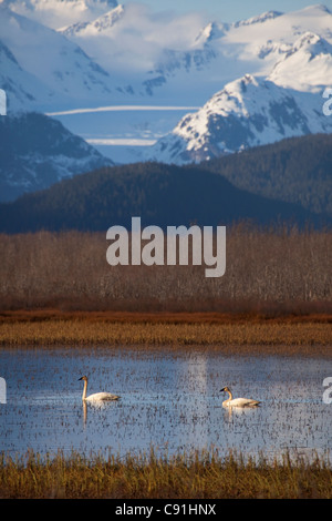 Trompeter Schwan paar am Teich vor Scott Glacier und und Chugach Mountains, Copper River Delta, in der Nähe von Cordova, Alaska Stockfoto