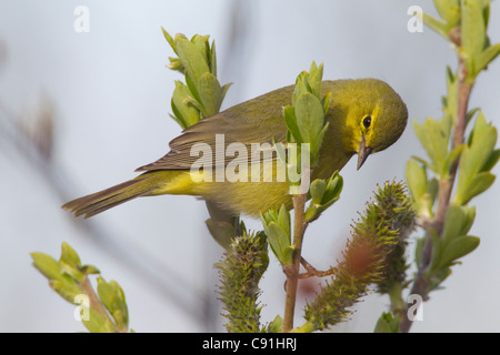 Orange-gekrönter Warbler Futter für Insekten in einer Weide, Copper River Delta, in der Nähe von Cordova, Alaska Yunan, Frühling Stockfoto