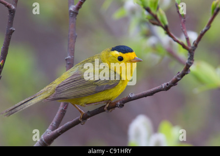 Eine männliche Wilson's Warbler thront in einer Weide, Copper River Delta, in der Nähe von Cordova, Alaska Yunan, Frühling Stockfoto