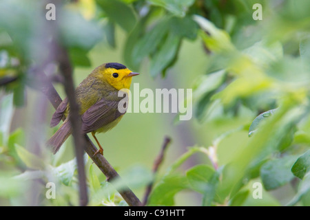 Eine männliche Wilson's Warbler thront in einer Weide, Copper River Delta, in der Nähe von Cordova, Alaska Yunan, Frühling Stockfoto