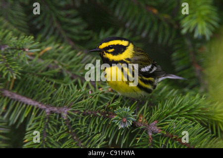 Eine männliche Townsends Warbler thront in einer Fichte, Copper River Delta, in der Nähe von Cordova, Alaska Yunan, Frühling Stockfoto