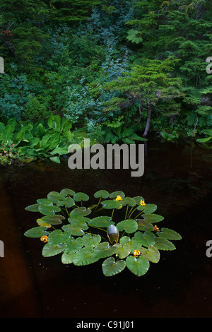 Lilien in kleinen Zehnjahresfrist Teich, Unakwik Inlet, Prince William Sound, Alaska Yunan, Sommer Stockfoto