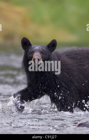 Schwarzer Bär Jagd nach Lachs im Stream, Prinz-William-Sund, Yunan Alaska, Sommer Stockfoto