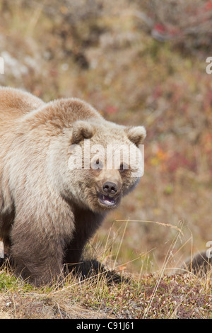 Grizzly Bear Cub Jährling stehen im Herbst Gräser, Denali National Park, innen Alaska, Herbst Stockfoto