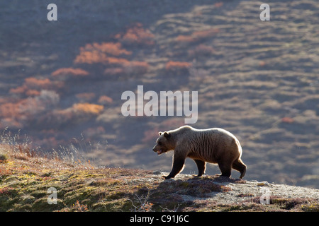 Grizzly Bear walking auf Bergrücken mit Berg im Herbst Farben im Hintergrund, Denali Nationalpark, Alaska Interior, Herbst Stockfoto