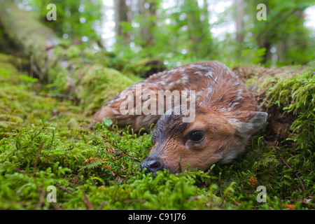 Schwarz - Tailed Hirsche Rehkitz liegend im Moos bedeckt Regenwald, Montague Island, Prinz-William-Sund, Yunan Alaska, Sommer Stockfoto