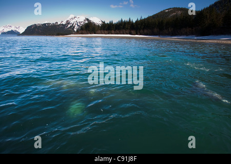 Grauwal sichtbar im seichten Wasser Fütterung auf Hering Spawn, Port Gravina, Prince William Sound, Alaska Yunan, Frühling Stockfoto