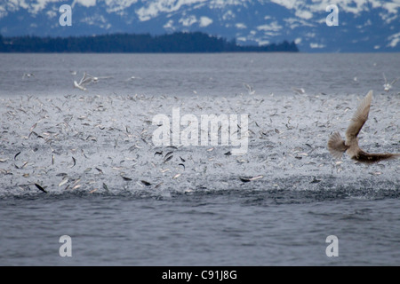 Große Schule von Hering aus Oberfläche verfolgten Longe-Fütterung Buckelwale, Prince William Sound, Alaska Stockfoto