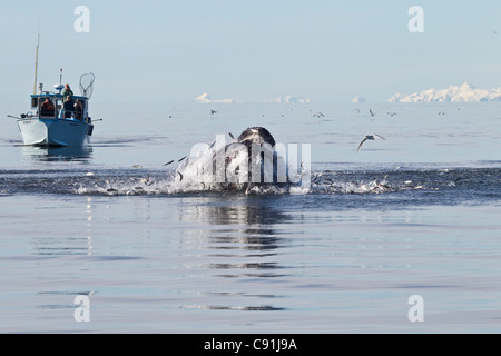 Buckelwal Belag durch eine Schule der Hering mit Boot Wal-Beobachter im Hintergrund, Prince William Sound, Alaska Stockfoto